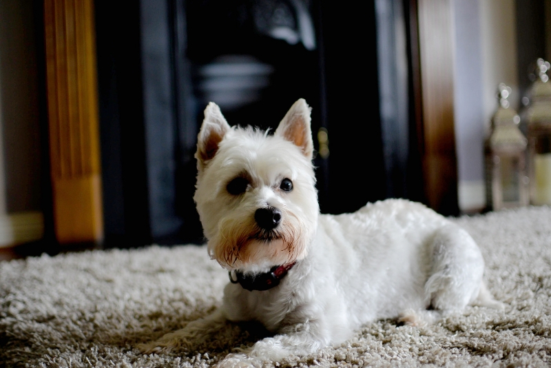 Step by Step on How to Clean a Large Area Rug at Home