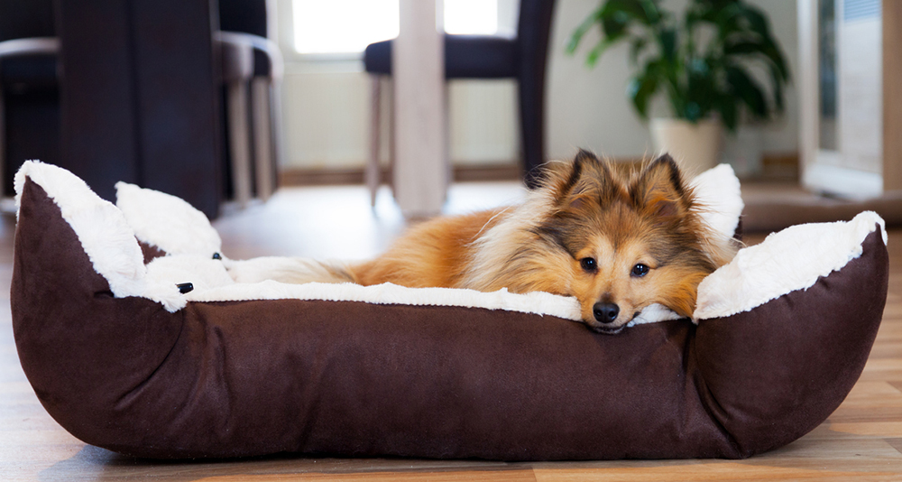 Puppy Pet Bed