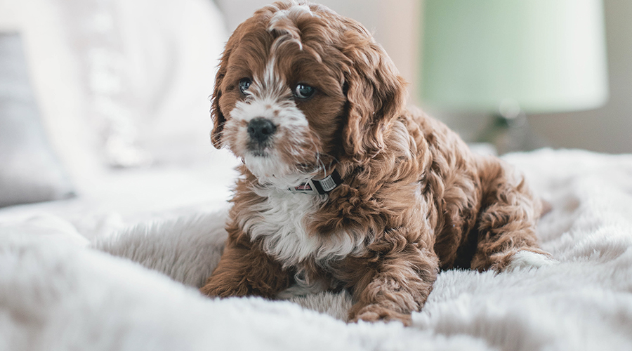 5. Training pets