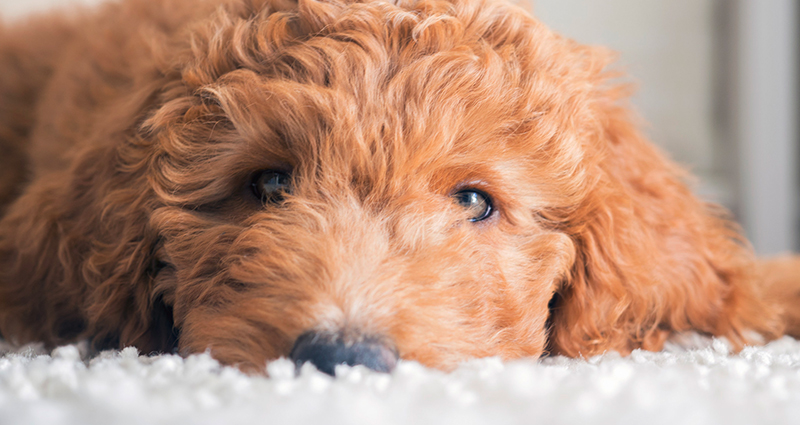 Rug Dog